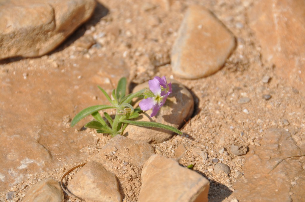 Fleur dans le désert, Qumran, Palestine